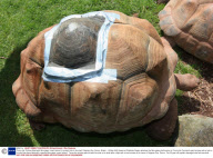Timmy the Tortoise fitted with fibre-glass 'crash helmet' to protect hole in his shell, Paignton Zoo, Devon, Britain - 18 May 2009