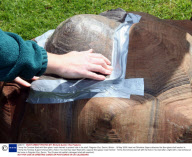 Timmy the Tortoise fitted with fibre-glass 'crash helmet' to protect hole in his shell, Paignton Zoo, Devon, Britain - 18 May 2009
