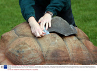 Timmy the Tortoise fitted with fibre-glass 'crash helmet' to protect hole in his shell, Paignton Zoo, Devon, Britain - 18 May 2009