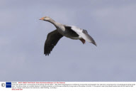 Goose flies upside down in strong winds at Strumphaw, Norfolk, Britain  - May 2009