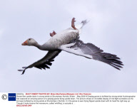 Goose flies upside down in strong winds at Strumphaw, Norfolk, Britain  - May 2009