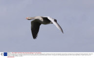 Goose flies upside down in strong winds at Strumphaw, Norfolk, Britain  - May 2009