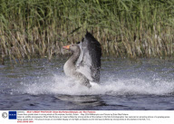 Goose flies upside down in strong winds at Strumphaw, Norfolk, Britain  - May 2009