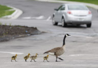 Kentucky News - May 11, 2009