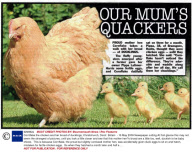 Cornflake the chicken and her brood of ducklings, Christchurch, Dorst  Britain  - 15 May 2009
