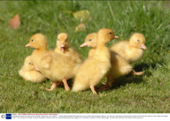 Cornflake the chicken and her brood of ducklings, Christchurch, Dorst  Britain  - 15 May 2009