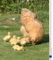 Cornflake the chicken and her brood of ducklings, Christchurch, Dorst  Britain  - 15 May 2009
