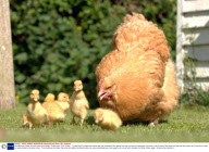 Cornflake the chicken and her brood of ducklings, Christchurch, Dorst  Britain  - 15 May 2009