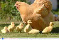 Cornflake the chicken and her brood of ducklings, Christchurch, Dorst  Britain  - 15 May 2009