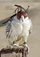 Abu Dhabi, United Arab Emirates