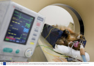 'Rudy Fujimoto', an 8 Year Old Miniature Dachshound Dog, Undergoes a CT Scan at the Bayside Animal Clinic, in Kanagawa, Japan - 19 May 2009