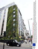 UK's tallest living wall  Athenaeum hotel, London, Britain  - 25 May 2009