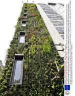UK's tallest living wall  Athenaeum hotel, London, Britain  - 25 May 2009