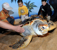 (1)CHINA-QINGDAO-TURTLE(CN)