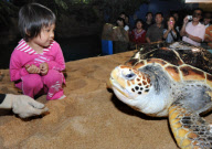 (2)CHINA-QINGDAO-TURTLE(CN)