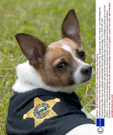 Smallest police dog in the world, Midge the chihuahua drug sniffer dog. Geauga County, Ohio, America - June 2009