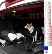Smallest police dog in the world, Midge the chihuahua drug sniffer dog. Geauga County, Ohio, America - June 2009