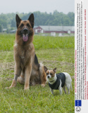 Smallest police dog in the world, Midge the chihuahua drug sniffer dog. Geauga County, Ohio, America - June 2009