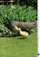 Gosling Who Thinks it's a Peacock, Hampshire, Britain - 17 Jun 2009