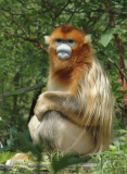 #(1)CHINA-HUBEI-SHENNONGJIA-GOLDEN MONKEY (CN)