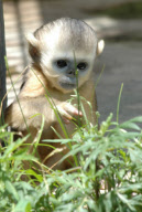 #(2)CHINA-HUBEI-SHENNONGJIA-GOLDEN MONKEY (CN)