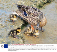 Mother Duck treads on one of her ducklings, Britain - 01 Jul 2009