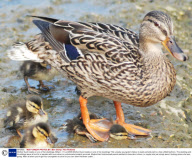 Mother Duck treads on one of her ducklings, Britain - 01 Jul 2009