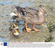 Mother Duck treads on one of her ducklings, Britain - 01 Jul 2009