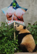 (4)CHINA-SICHUAN-GIANT PANDAS-BIRTHDAY (CN)