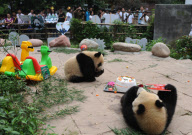 (5)CHINA-SICHUAN-GIANT PANDAS-BIRTHDAY (CN)