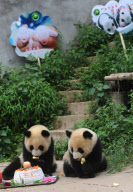 (3)CHINA-SICHUAN-GIANT PANDAS-BIRTHDAY (CN)