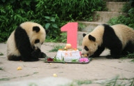 (2)CHINA-SICHUAN-GIANT PANDAS-BIRTHDAY (CN)