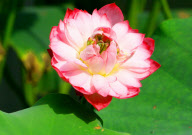 #(3)CHINA-SUZHOU-LOTUS EXHIBITION-GARDEN OF HUMBLE ADMINISTRATOR(CN)