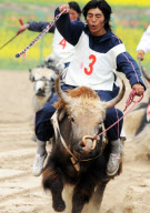 (2)CHINA-QINGHAI-YAK RACE