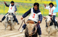 (3)CHINA-QINGHAI-YAK RACE