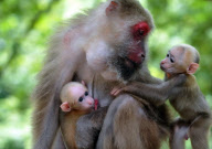 (2)CHINA-NATURE-MOUNT WUYI-MONKEYS (CN)
