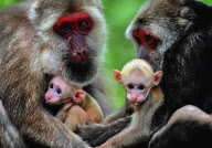 (5)CHINA-NATURE-MOUNT WUYI-MONKEYS (CN)