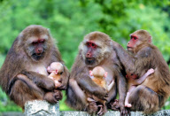 (1)CHINA-NATURE-MOUNT WUYI-MONKEYS (CN)