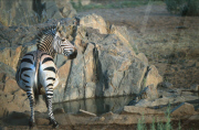 Hartmans Mountain Zebra