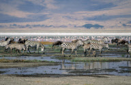 NGORONGORO CRATER, TANZANIA