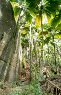 FOREST, SEYCHELLES