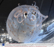 Piglet Squid with what appears to be a smile caused by skin pigments, Cabrillo Marine Aquarium, California, America - 2009