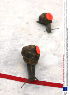 The 2009 Snail Racing world championships held at  Congham, Norfolk, Britain - 18 Jul 2009