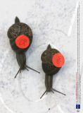 The 2009 Snail Racing world championships held at  Congham, Norfolk, Britain - 18 Jul 2009