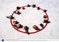 The 2009 Snail Racing world championships held at  Congham, Norfolk, Britain - 18 Jul 2009