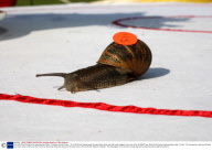 The 2009 Snail Racing world championships held at  Congham, Norfolk, Britain - 18 Jul 2009