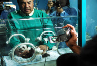 (1)THAILAND-CHIANG MAI-GIANT PANDA CUB-FIRST SHOW