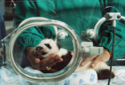 (2)THAILAND-CHIANG MAI-GIANT PANDA CUB-FIRST SHOW