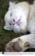 Fareeda, the white Bengal tiger with no stripes, at the Cango Wildlife Ranch in Oudshoorn, South Africa  - 10 Jul 2009