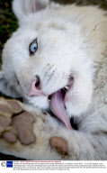 Fareeda, the white Bengal tiger with no stripes, at the Cango Wildlife Ranch in Oudshoorn, South Africa  - 10 Jul 2009